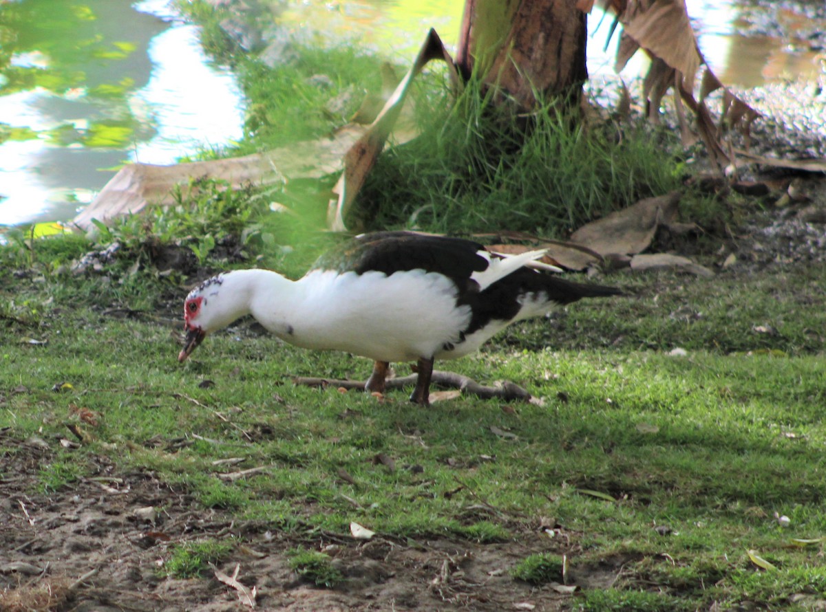 Muscovy Duck (Domestic type) - ML460759411