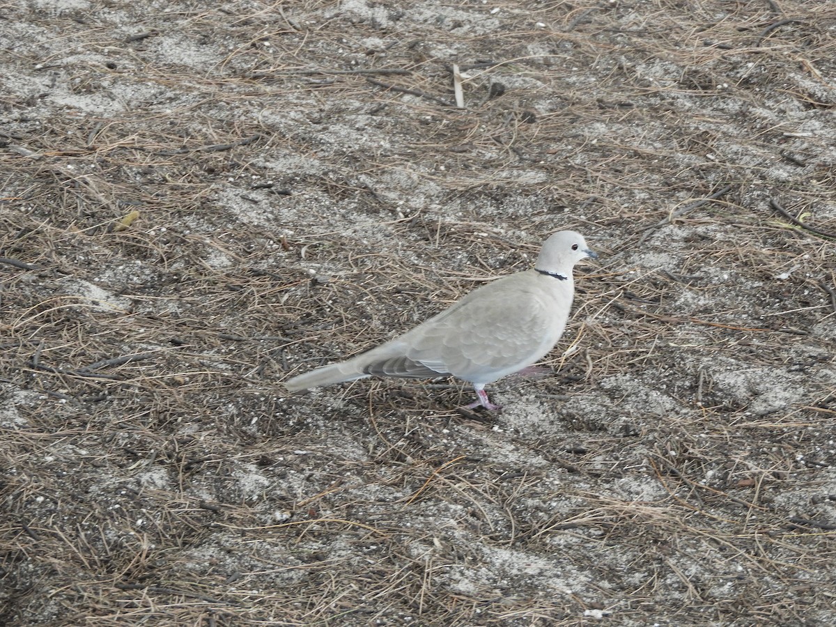 Eurasian Collared-Dove - Duke Tufty