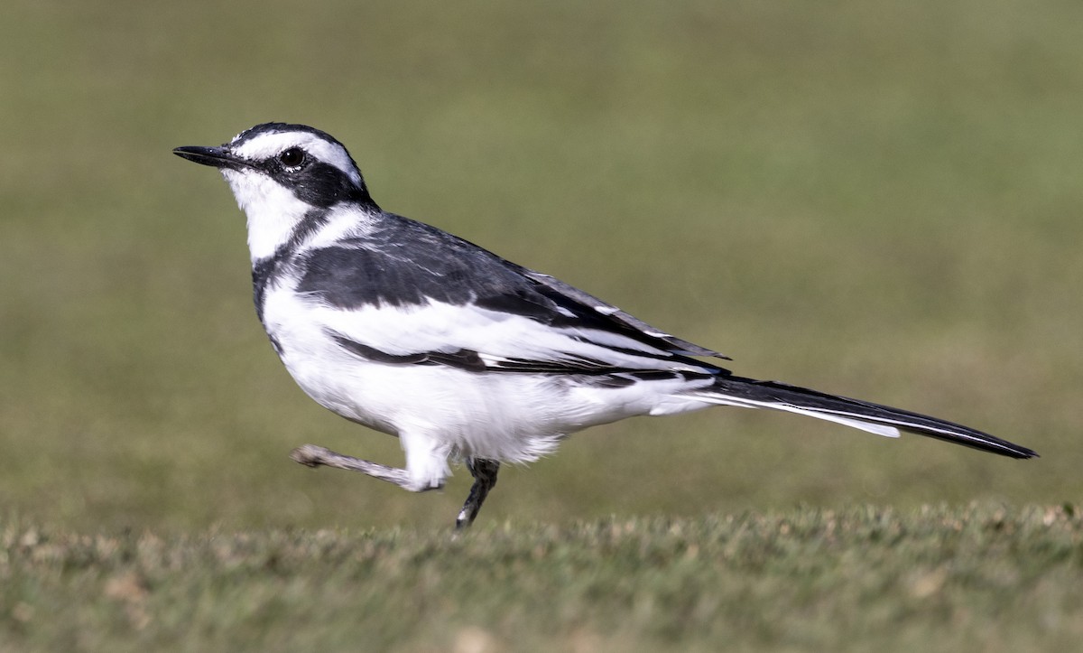 African Pied Wagtail - ML460760131