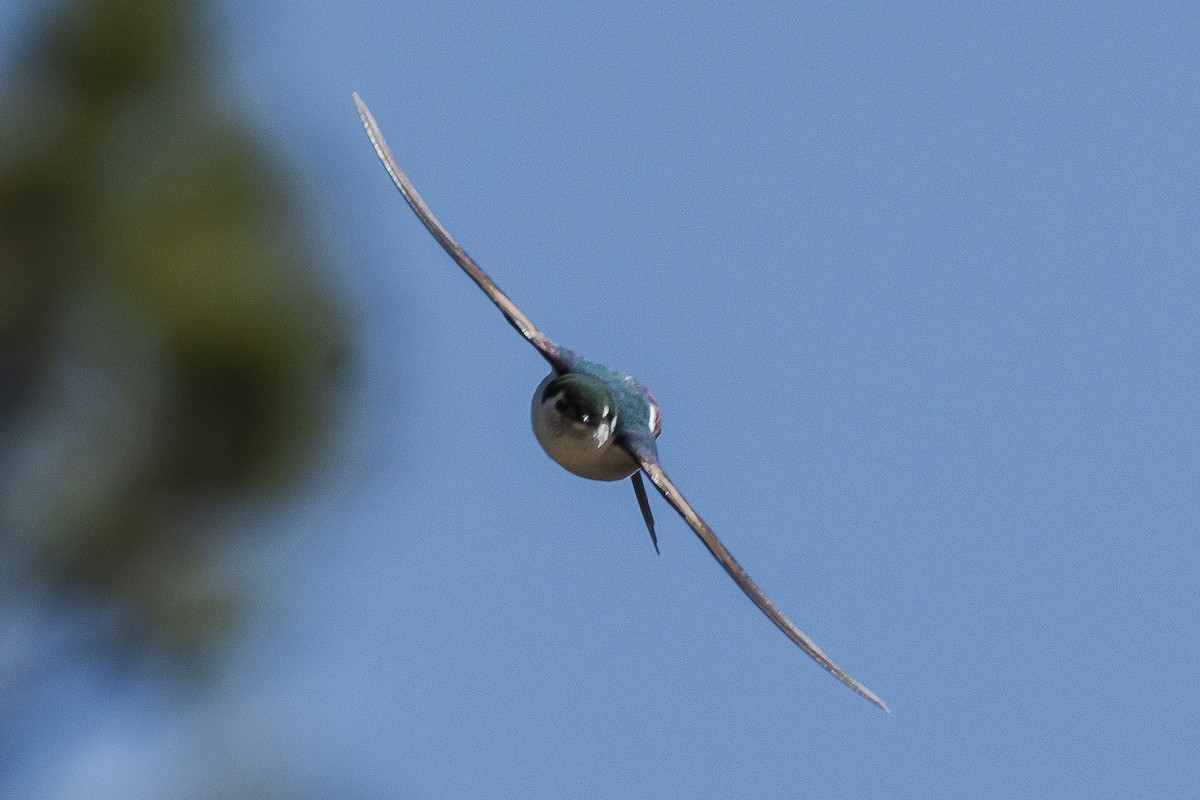 Violet-green Swallow - James McNamara