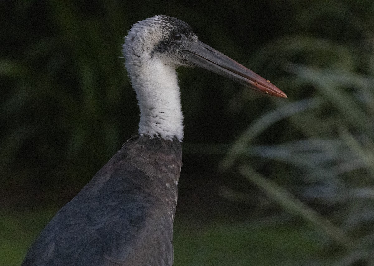 African Woolly-necked Stork - Marie Lister