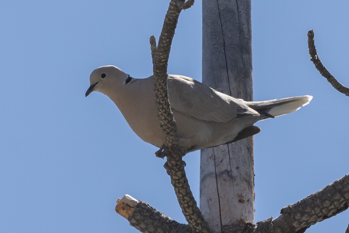 Eurasian Collared-Dove - ML460761371