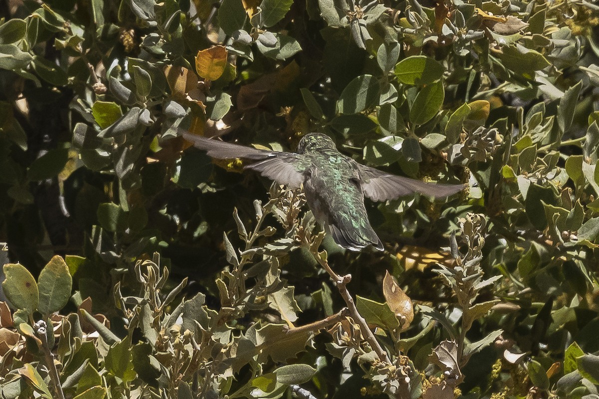 Anna's Hummingbird - ML460761491