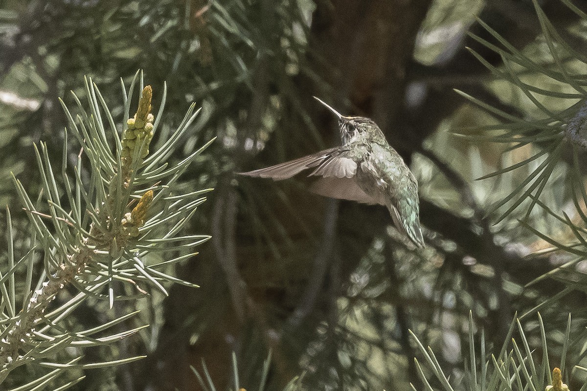 Anna's Hummingbird - ML460761501