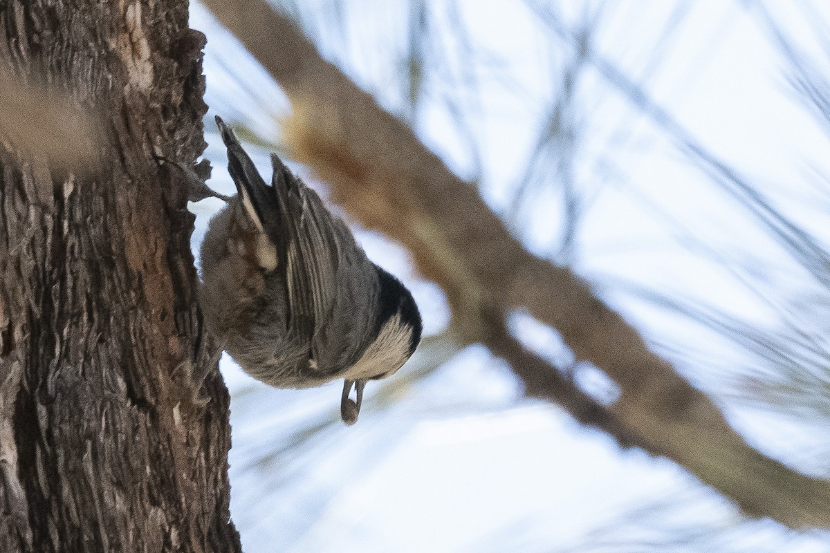 White-breasted Nuthatch - ML460761671