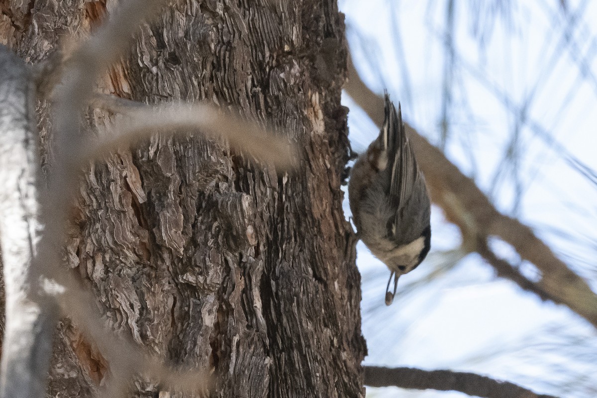 White-breasted Nuthatch - ML460761711