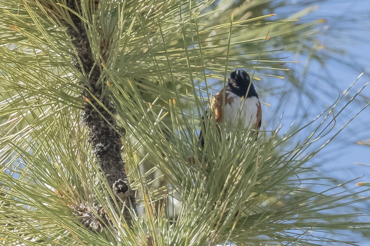 Spotted Towhee - ML460761971