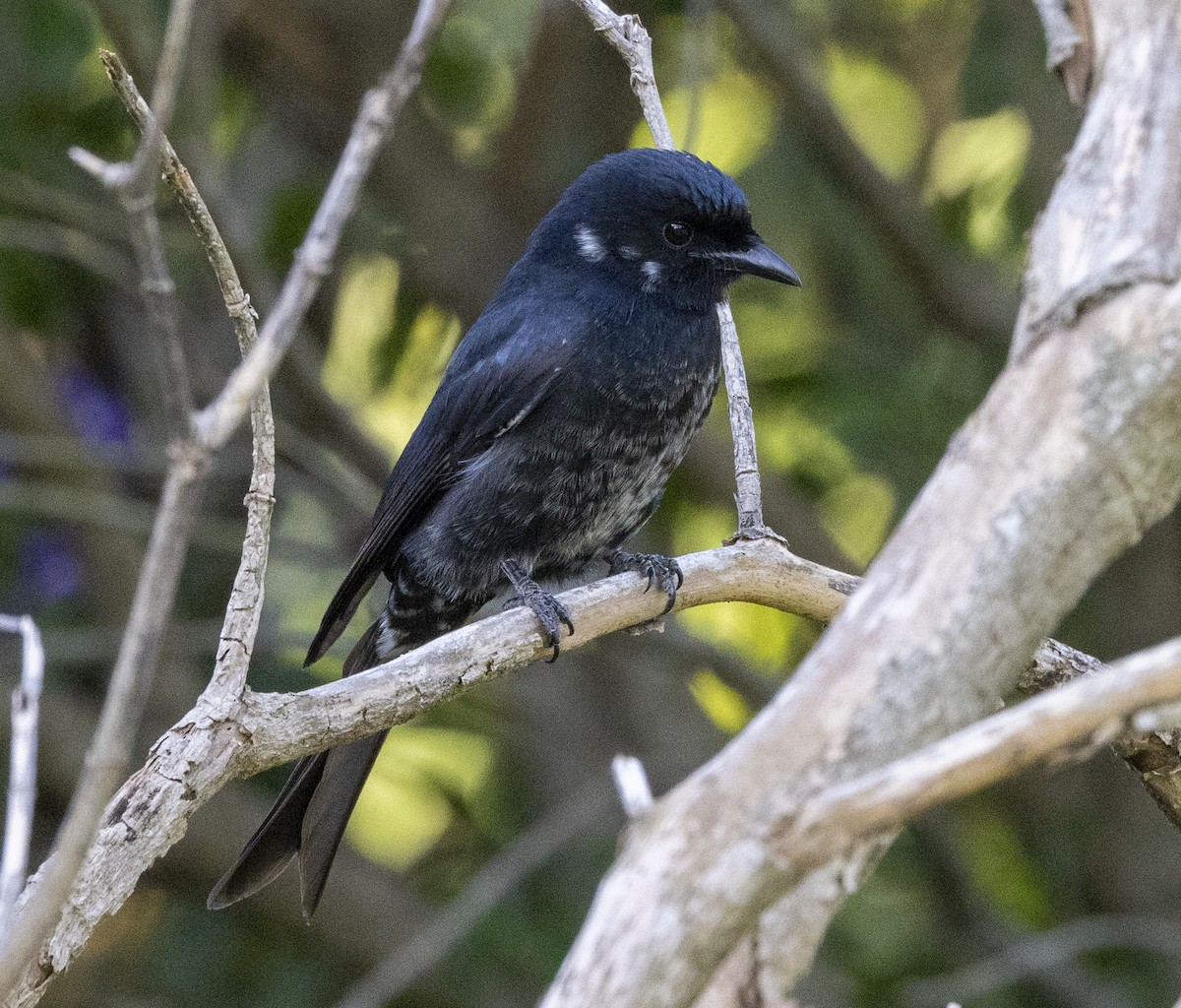 Fork-tailed Drongo - ML460762301