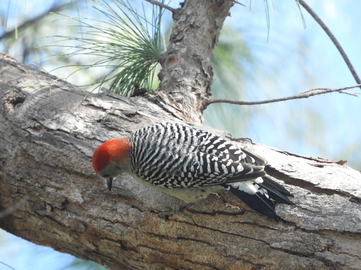 Red-bellied Woodpecker - Duke Tufty