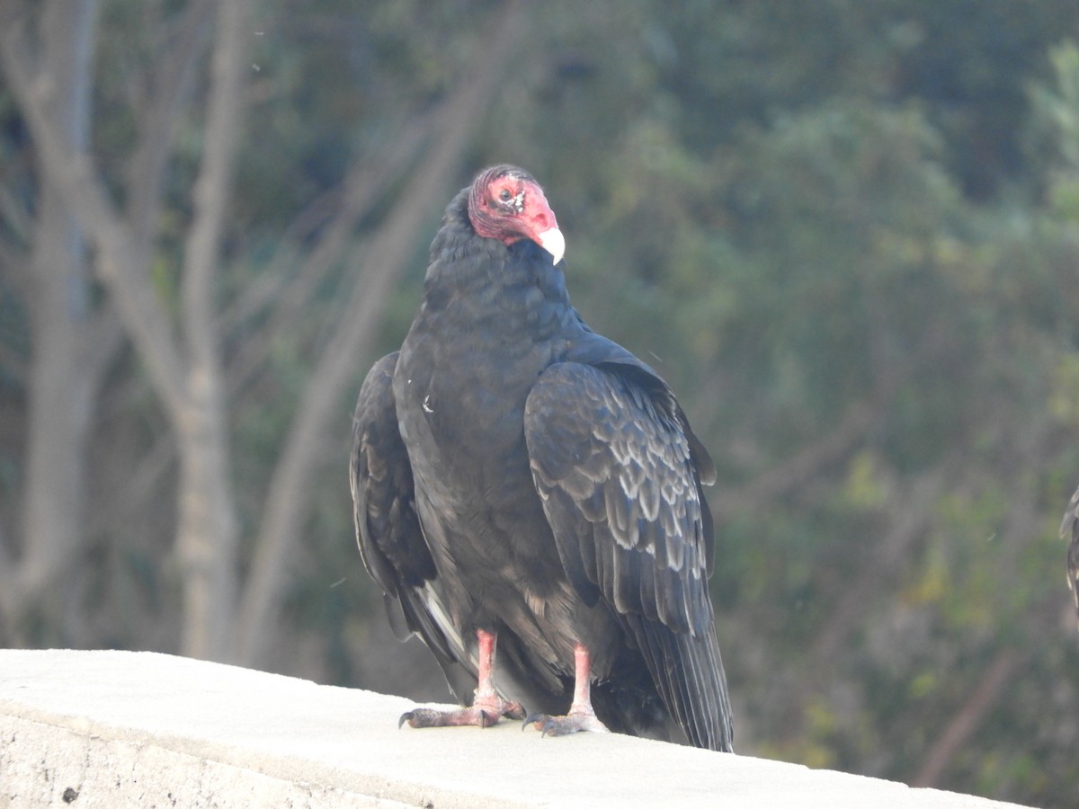 Turkey Vulture - Duke Tufty