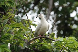 Eurasian Collared-Dove, ML460766271