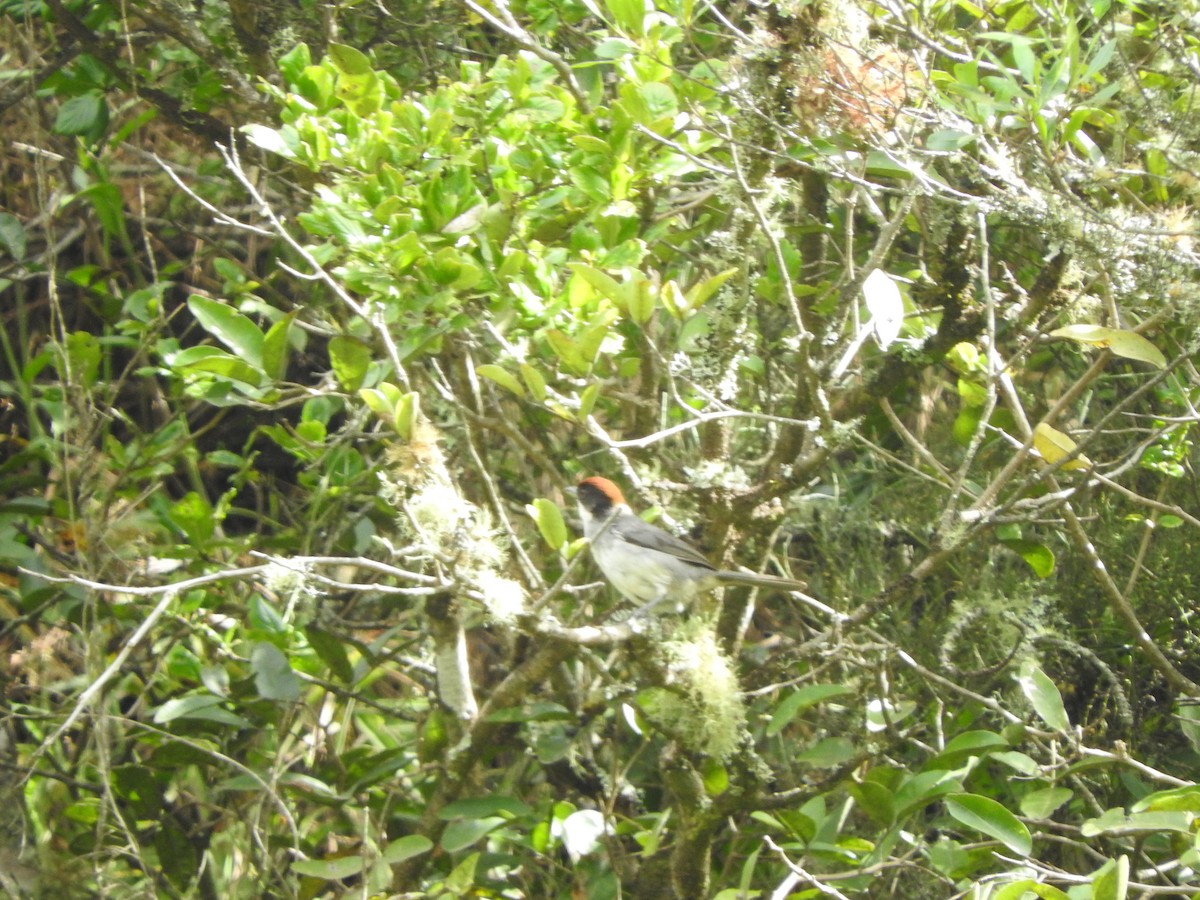 Bay-crowned Brushfinch - Agustin Carrasco