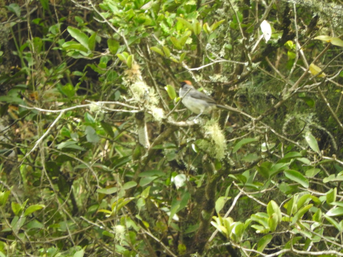 Bay-crowned Brushfinch - ML460768201