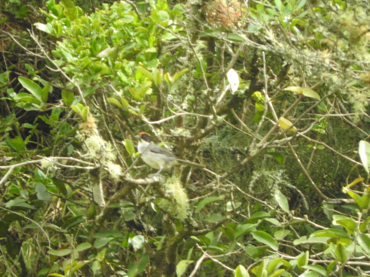 Bay-crowned Brushfinch - ML460768231