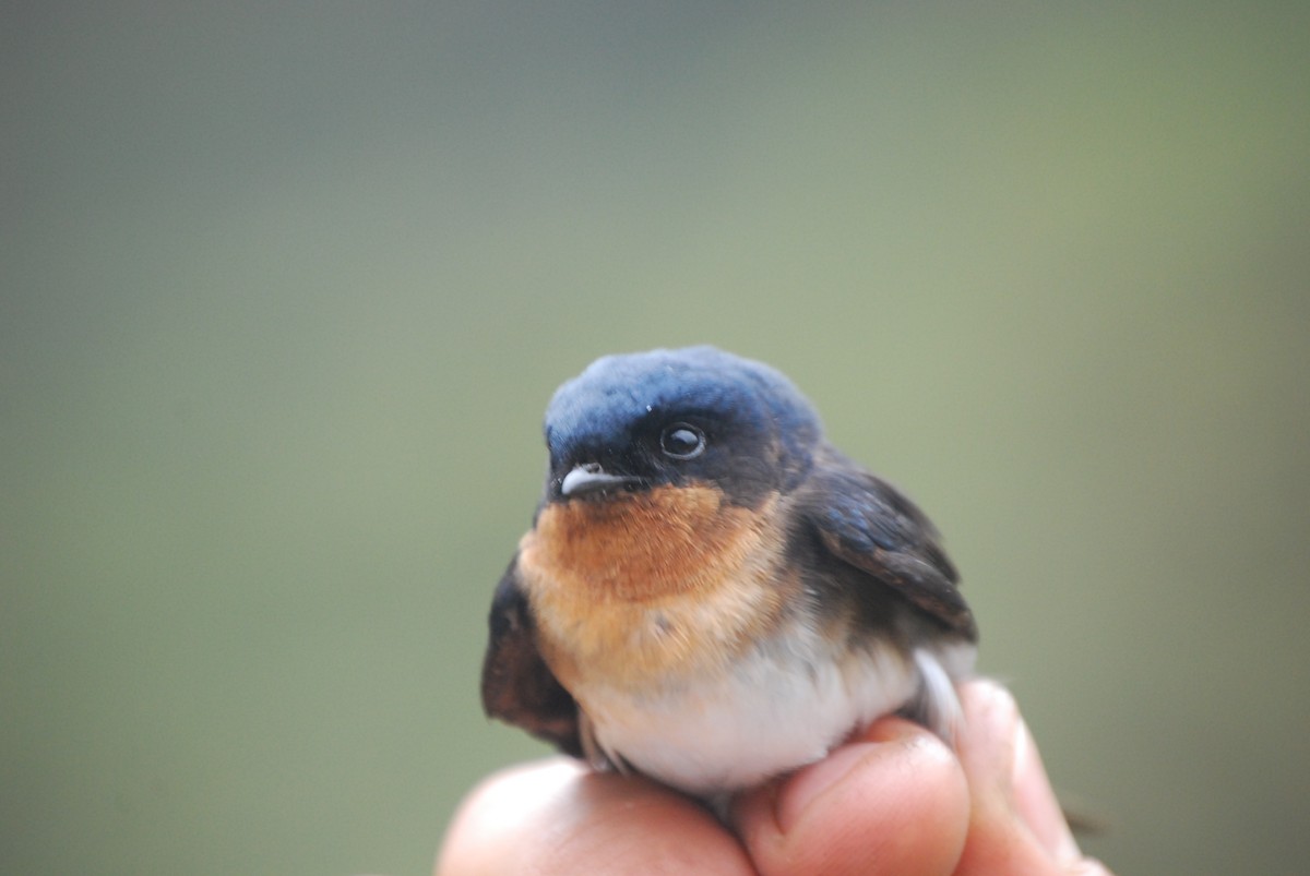 Pale-footed Swallow - ML460769371