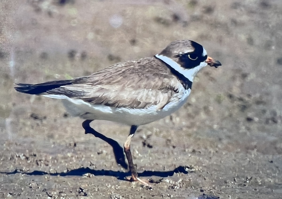 Semipalmated Plover - ML460771841