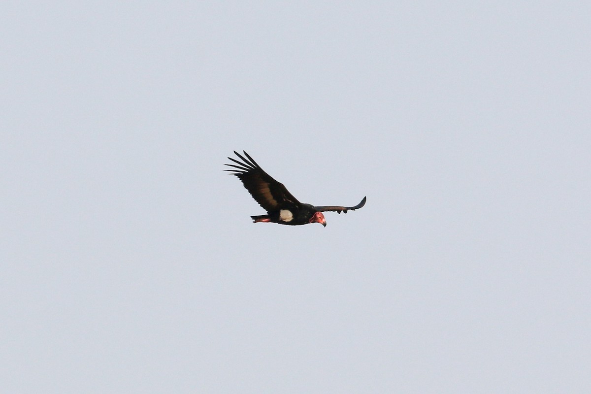 Red-headed Vulture - ML46077341
