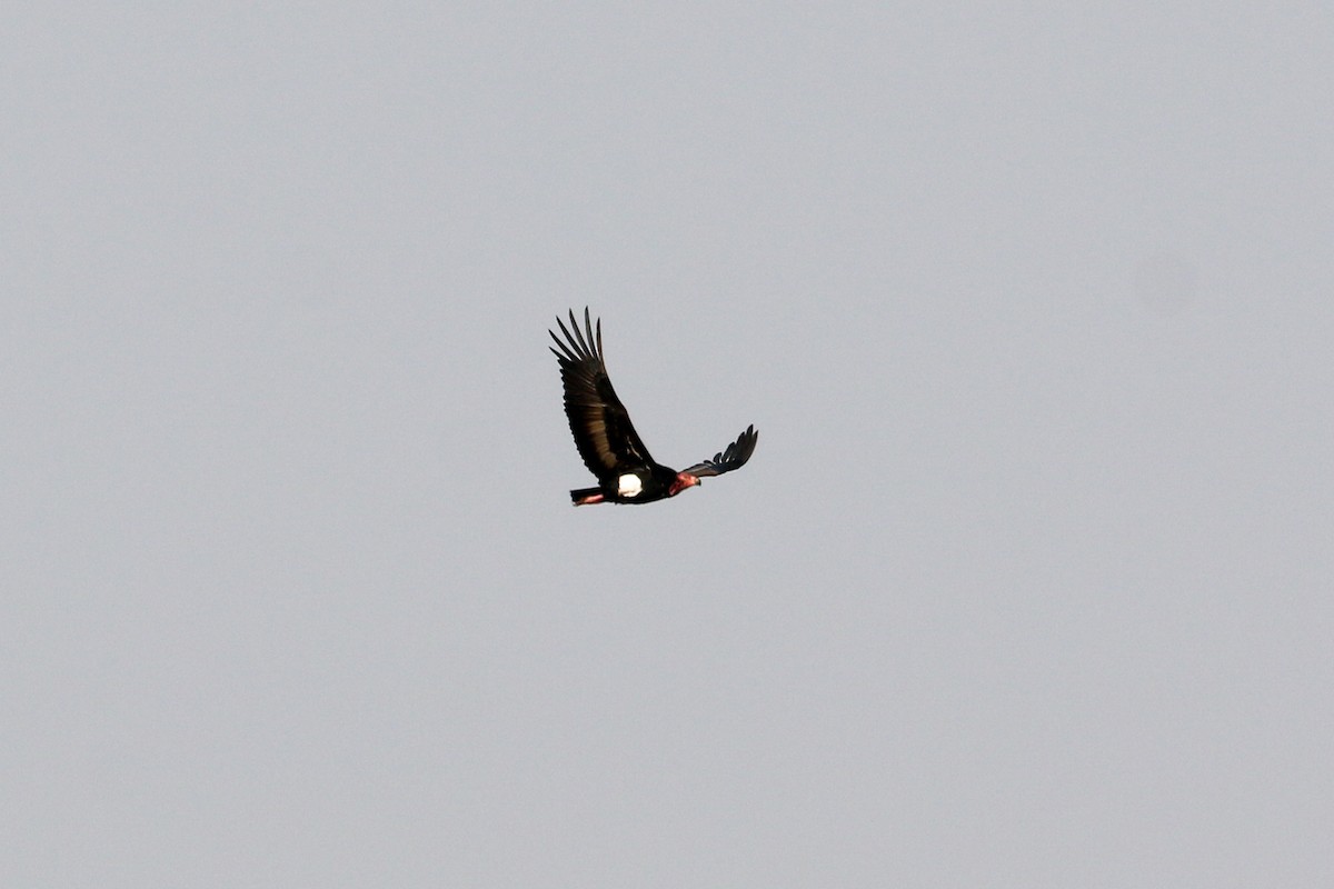 Red-headed Vulture - ML46077351