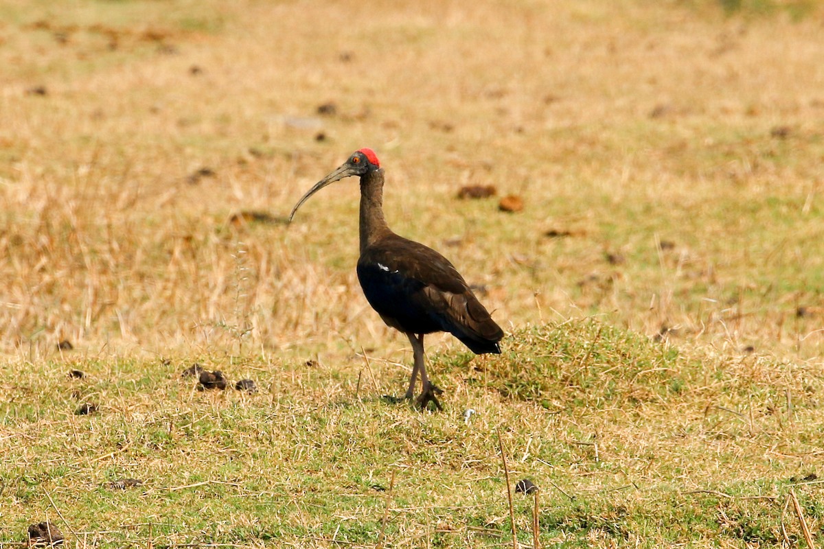 ibis bradavičnatý - ML46077691