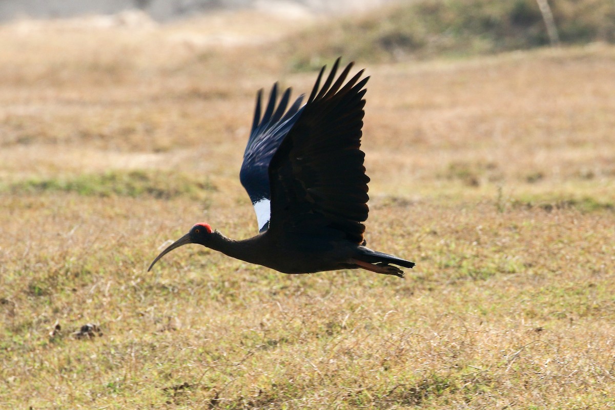 ibis bradavičnatý - ML46077701