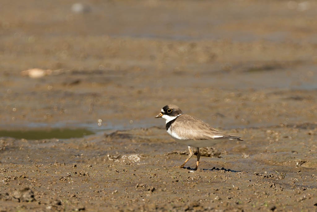 Semipalmated Plover - ML460778201