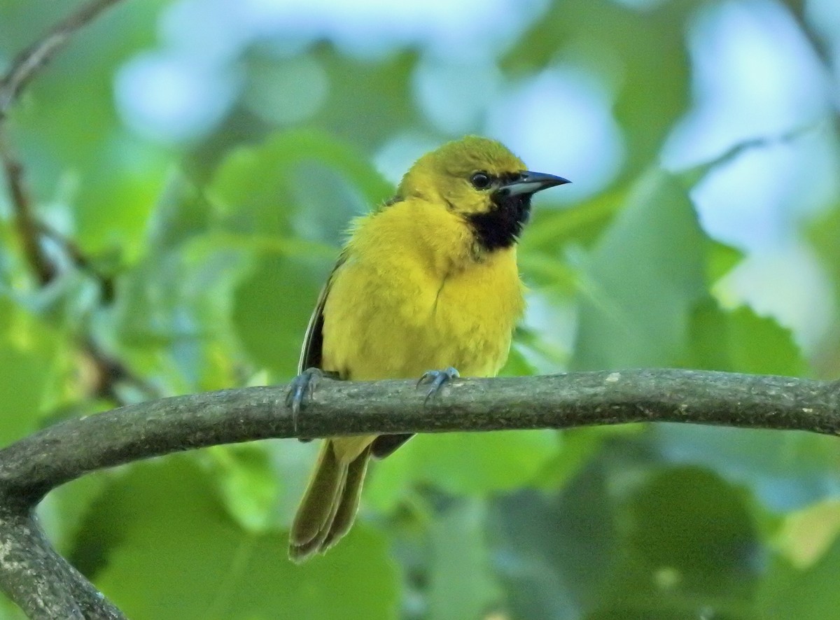 Orchard Oriole - ML460784401