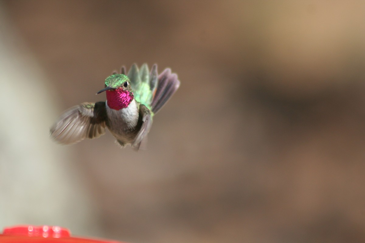 Broad-tailed Hummingbird - ML46078621