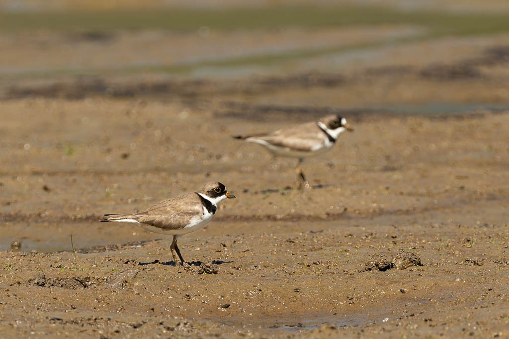 Semipalmated Plover - ML460787211