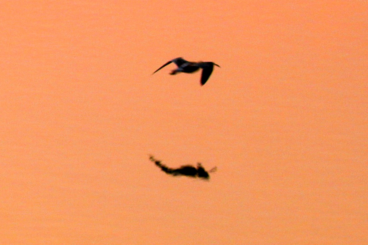 Black-tailed Godwit - ML46078821
