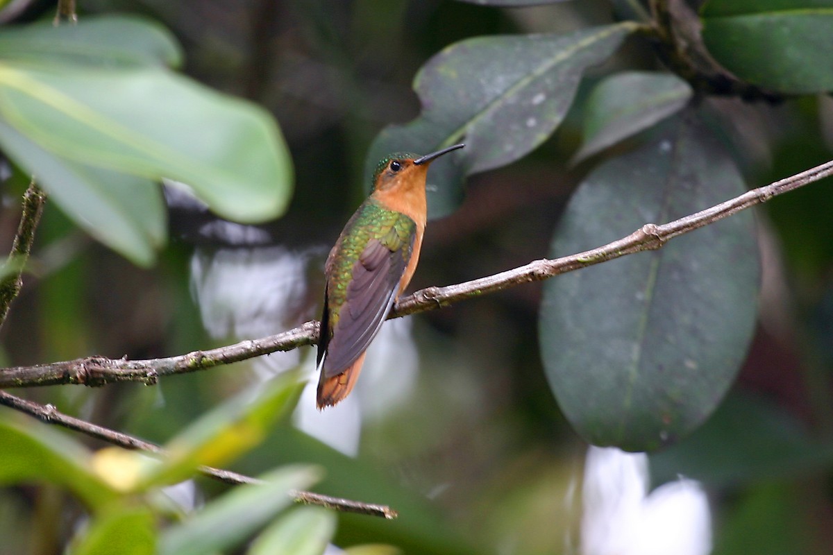 Rufous-breasted Sabrewing - ML460793061