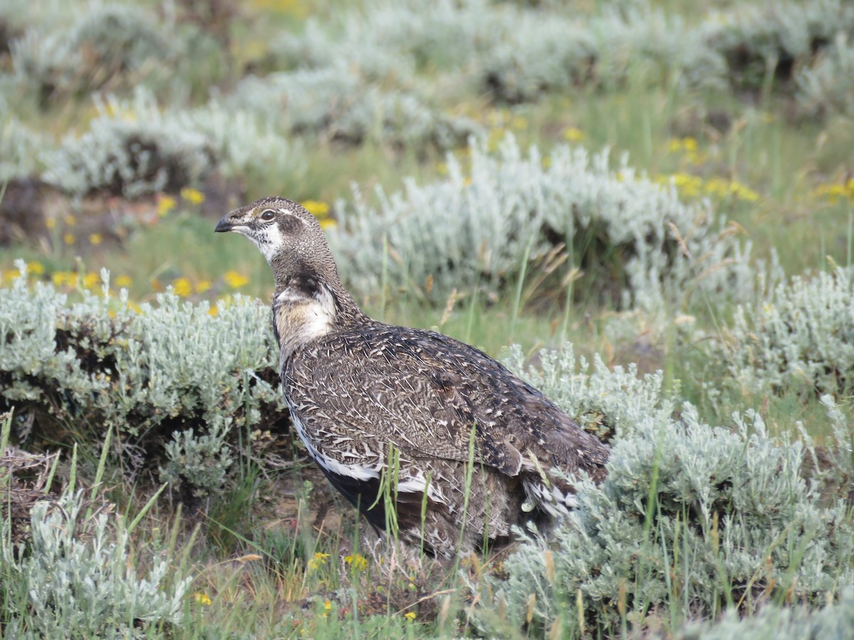 Greater Sage-Grouse - ML460794641