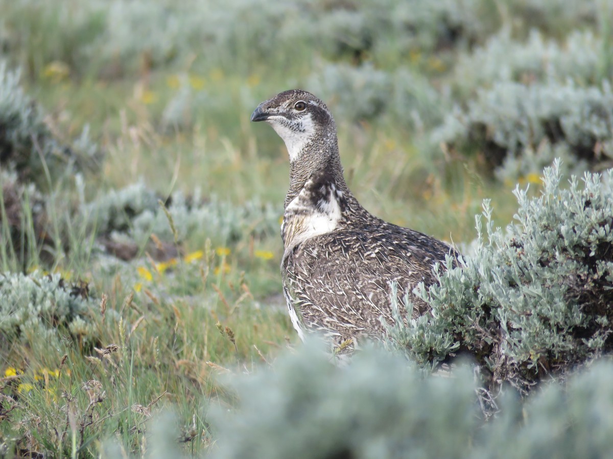Greater Sage-Grouse - ML460794701