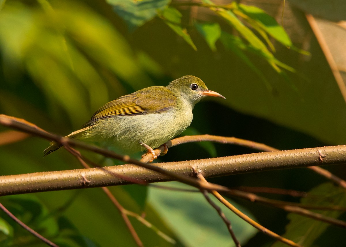 Plain Sunbird - Ayuwat Jearwattanakanok