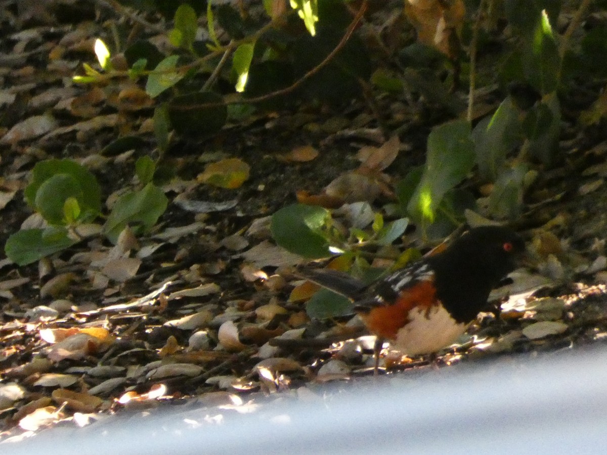 Spotted Towhee - ML460800571