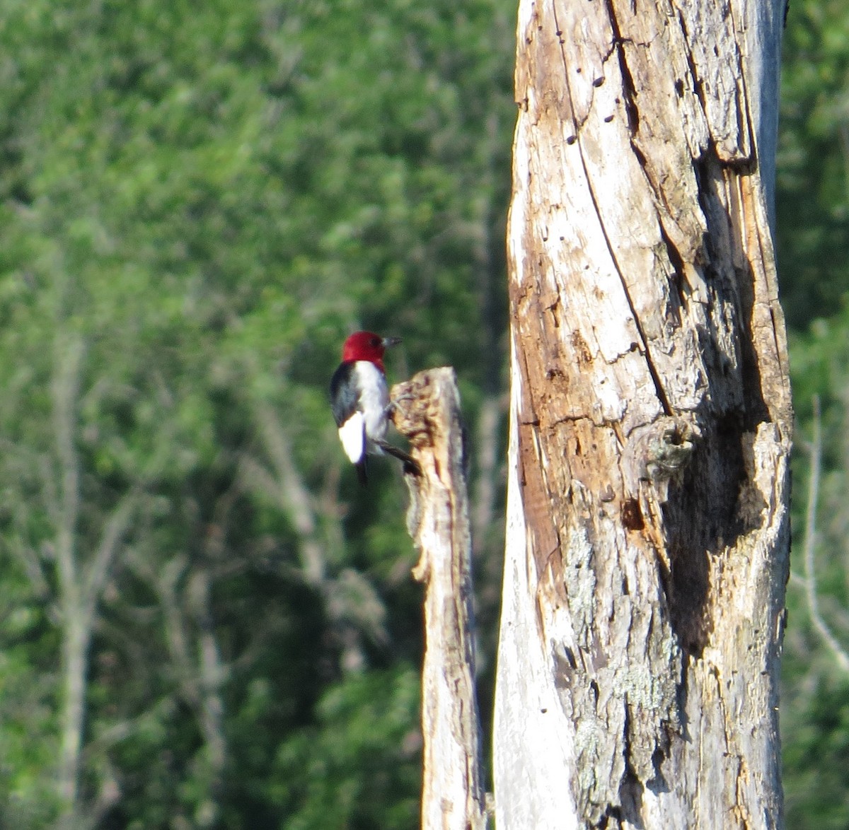 Red-headed Woodpecker - carolyn mcallaster