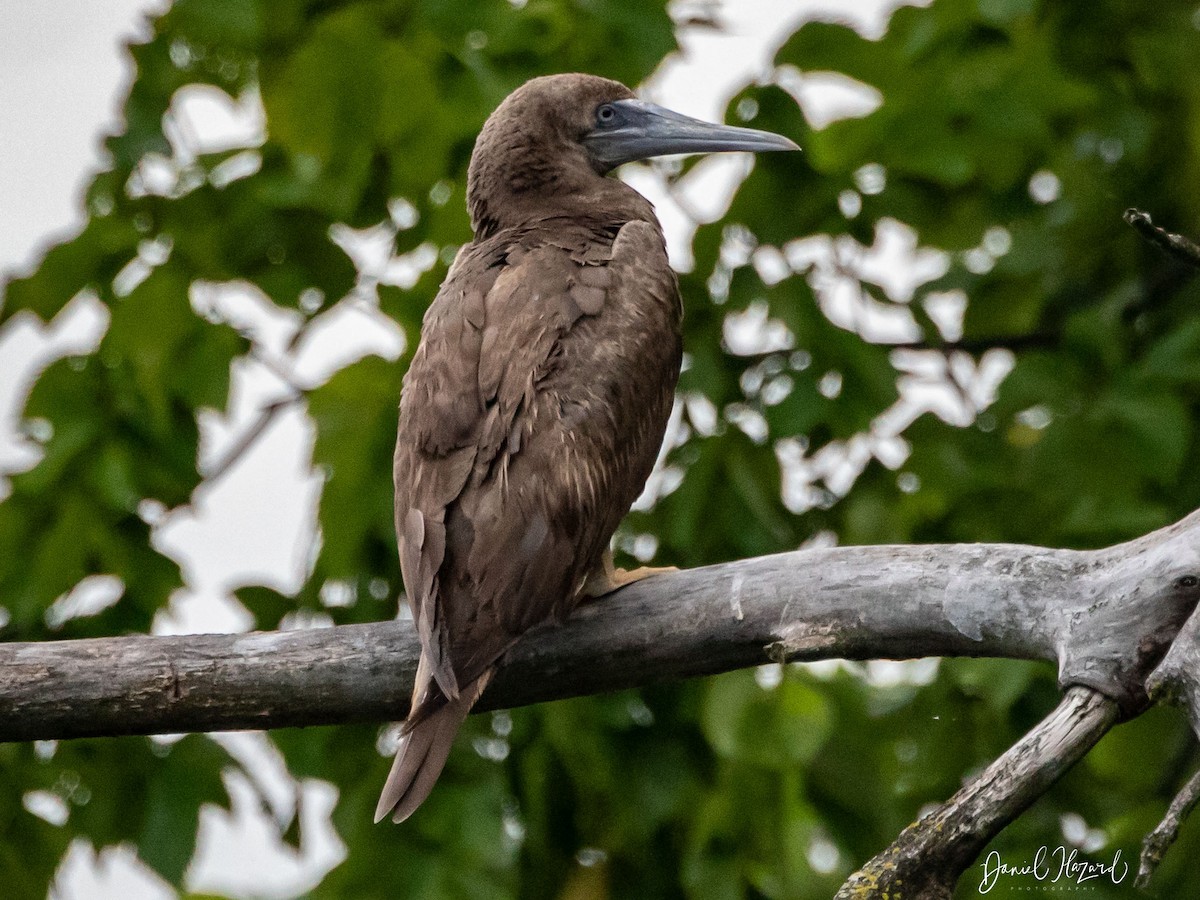 Brown Booby - ML460805131