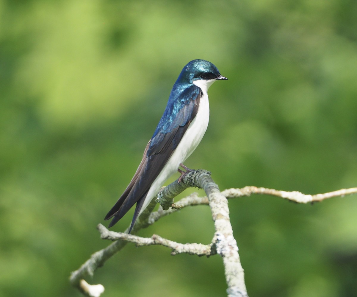 Tree Swallow - Kenta Togo