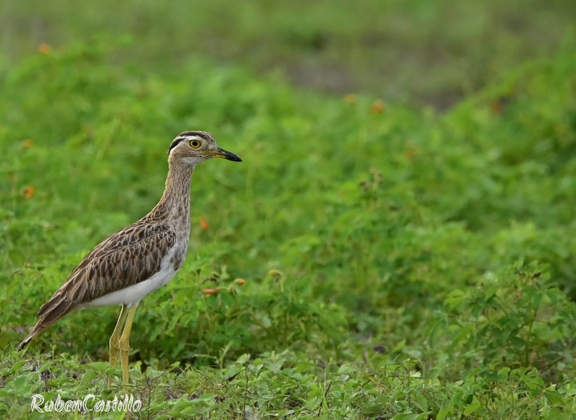 Double-striped Thick-knee - ML460807261