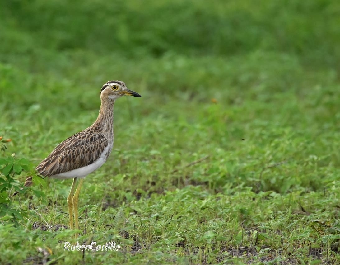Double-striped Thick-knee - ML460807271