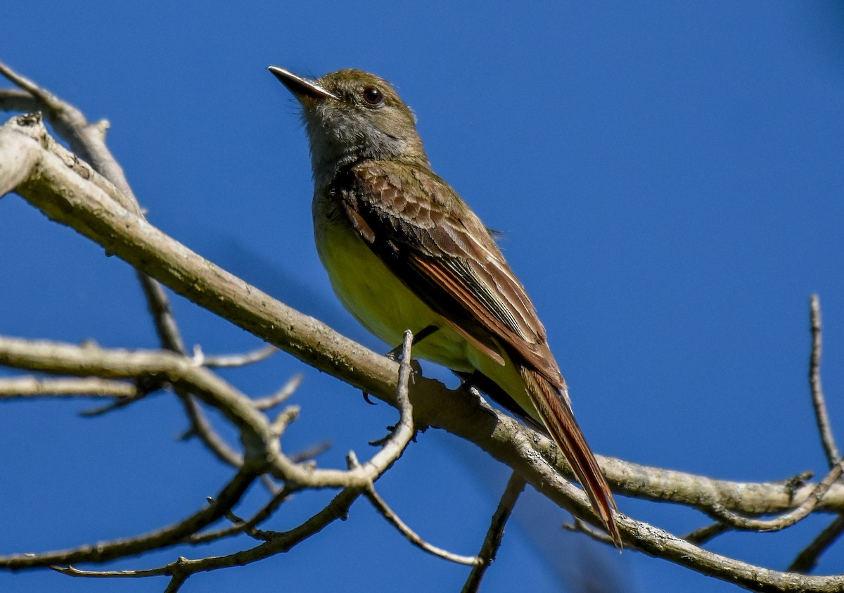 Great Crested Flycatcher - ML460813261