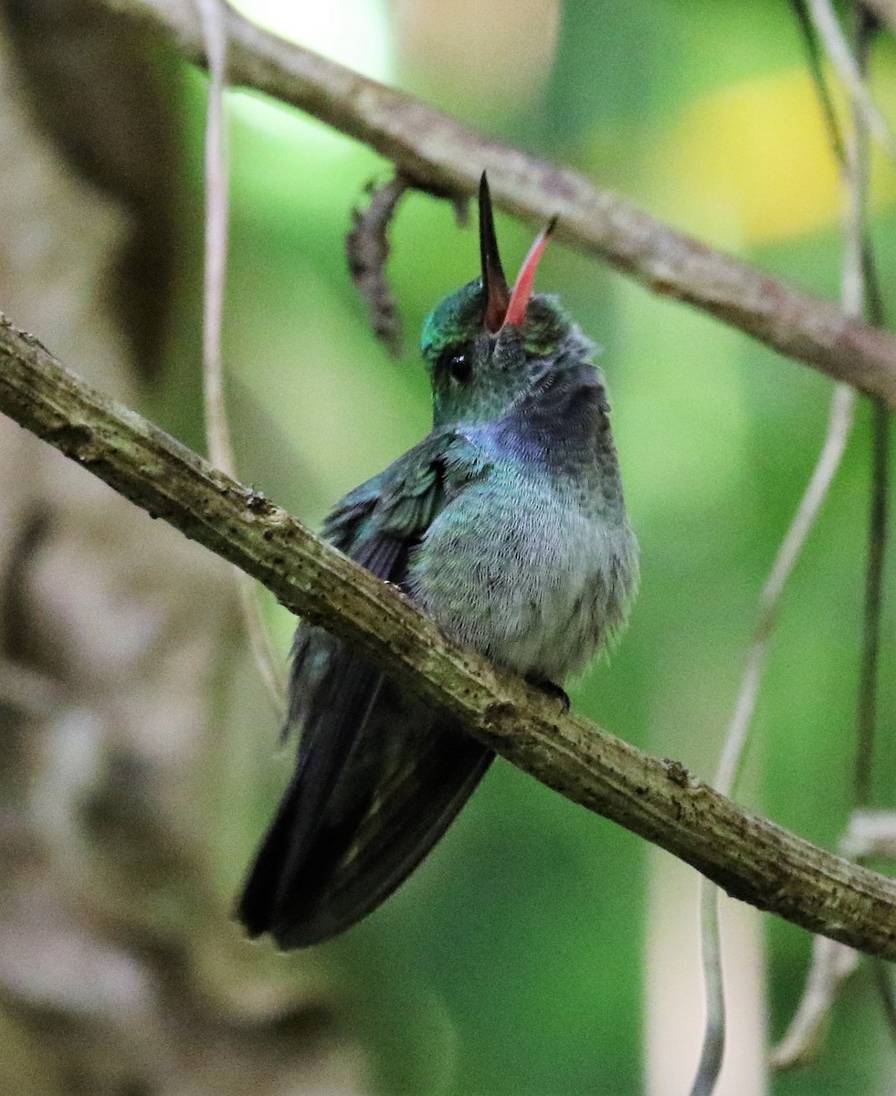 Sapphire-throated Hummingbird - Bradley Waggoner