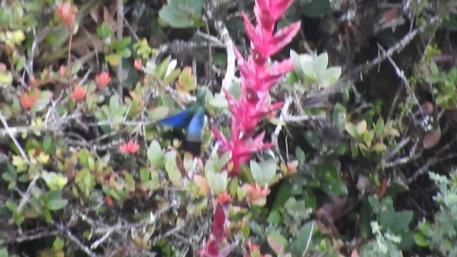 kolibřík modrokřídlý - ML460817171