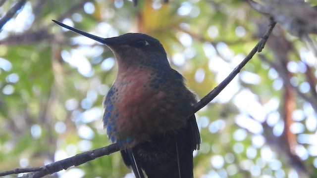 kolibřík modrokřídlý - ML460817261