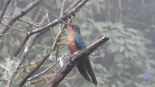 kolibřík modrokřídlý - ML460817421