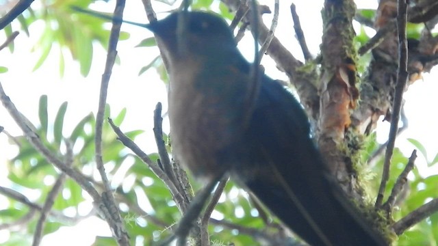 kolibřík modrokřídlý - ML460817511