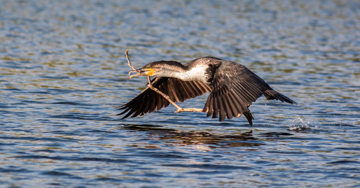 Great Cormorant (White-breasted) - ML460820971