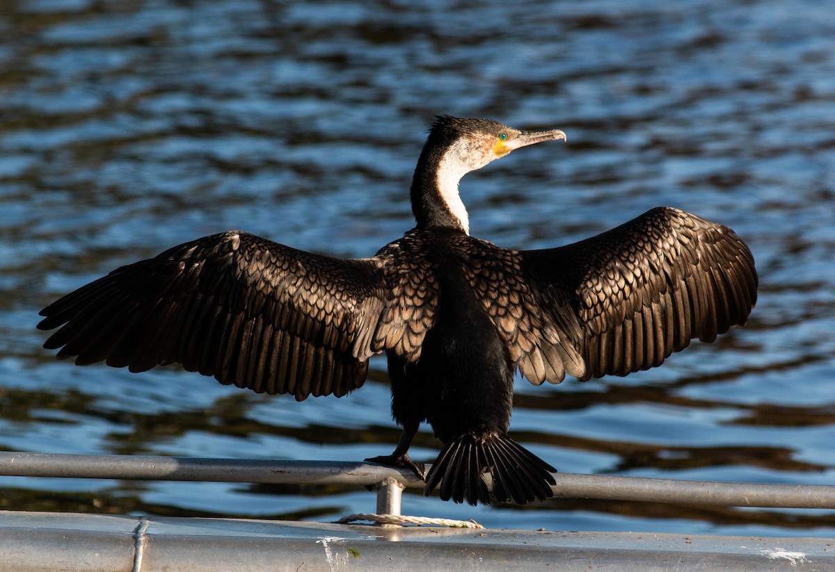 Great Cormorant (White-breasted) - ML460820981