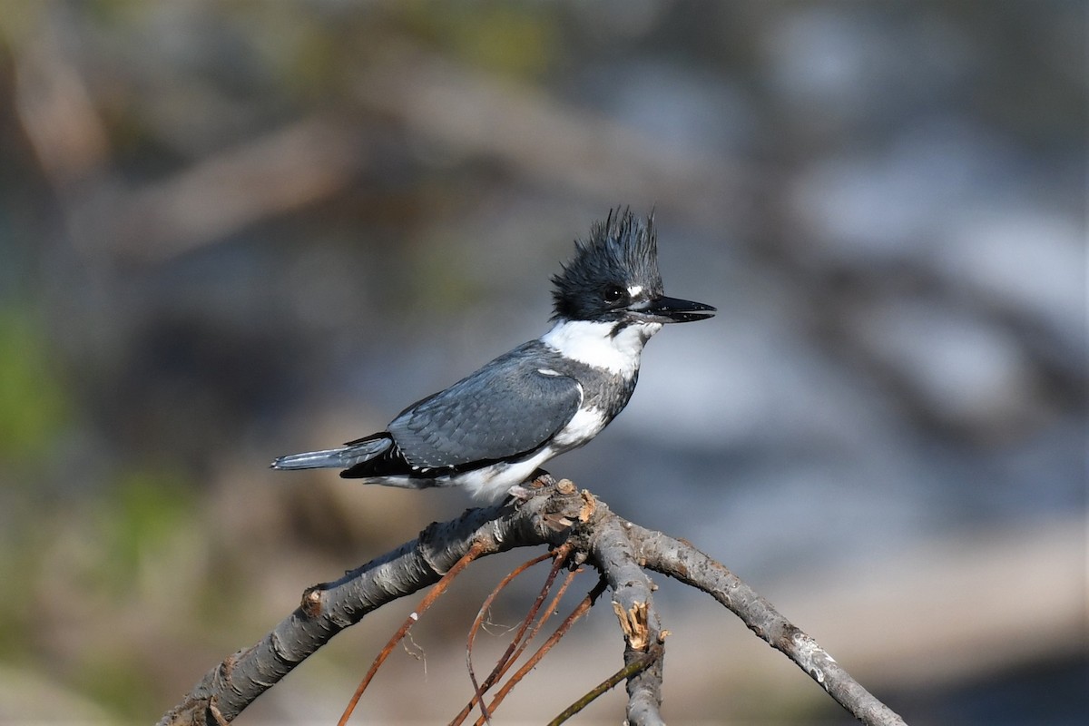 Belted Kingfisher - ML460821601