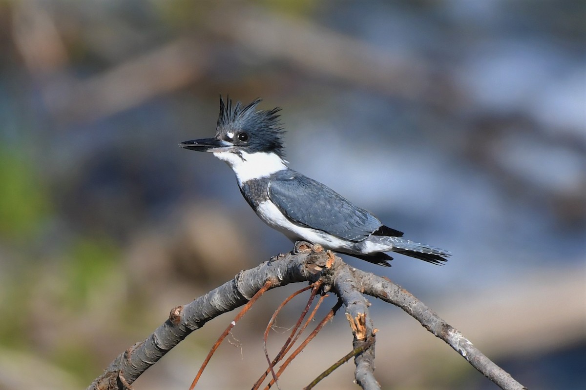 Belted Kingfisher - ML460821611
