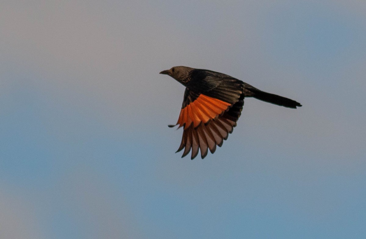 Red-winged Starling - ML460822981